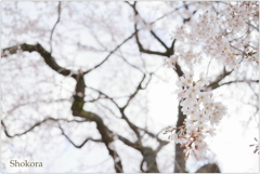 栄福寺の枝垂れ桜Ⅴ