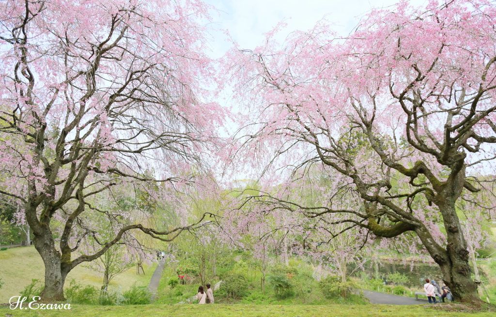 美術館の桜17