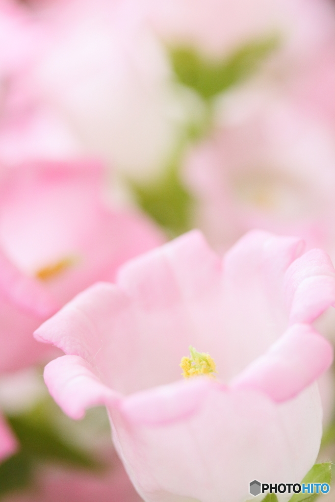 Pink campanula