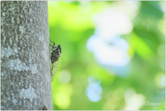 夏の終わりに