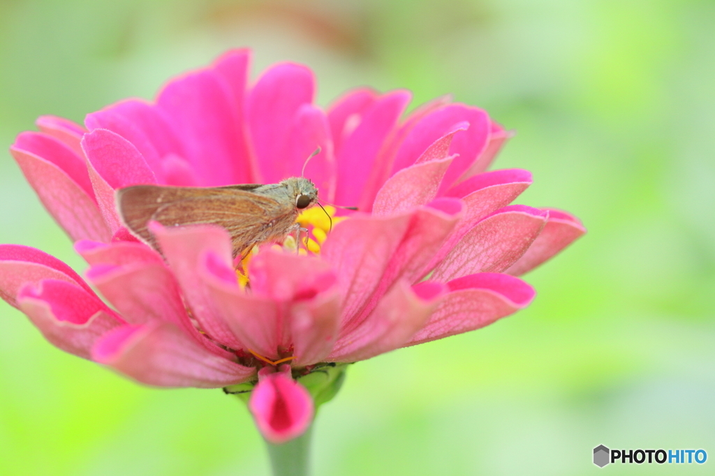 花に包まれて