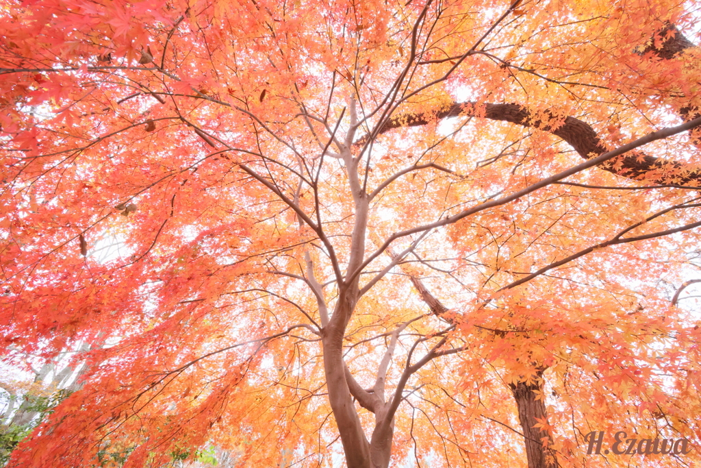 momiji8