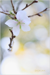 秋の桜Ⅱ 秋の桜Ⅱ