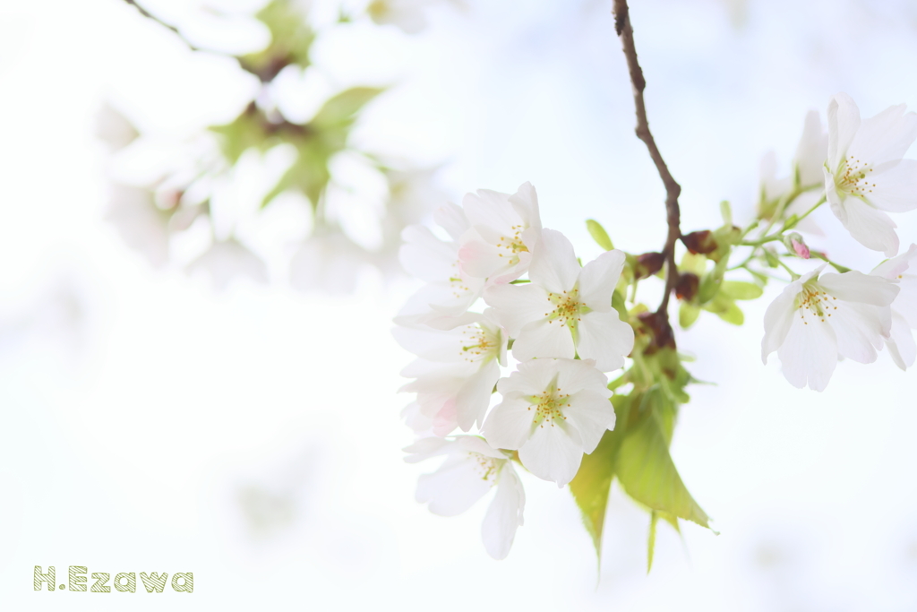 爽やかに