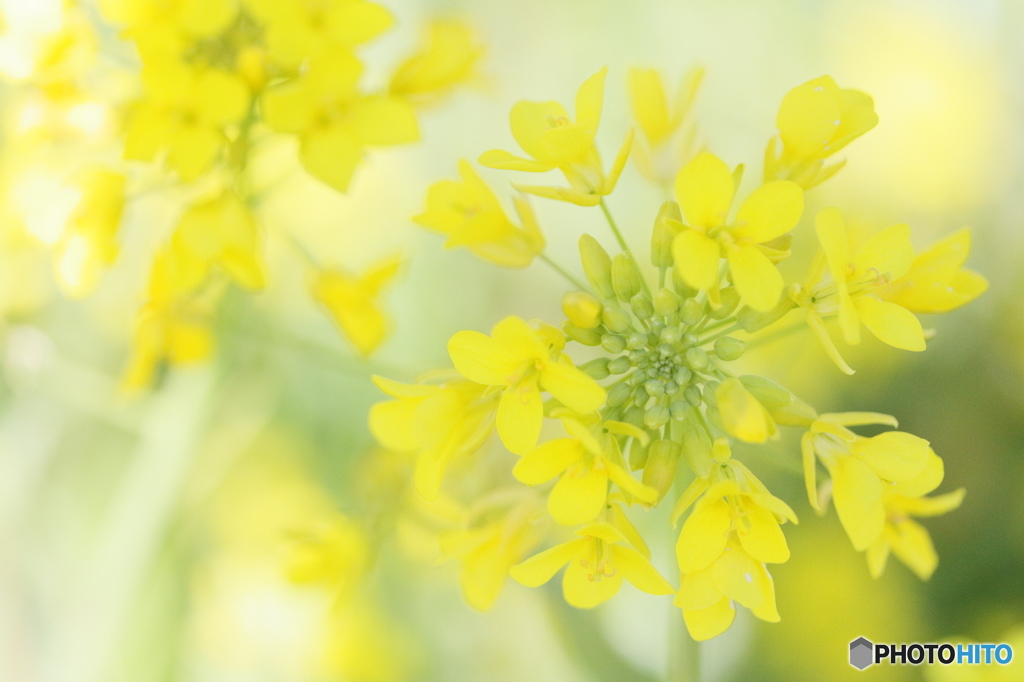 Lemon yellow spring
