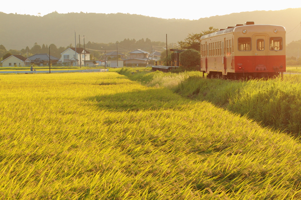 稲の輝く駅