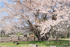 牧場の山桜Ⅱ