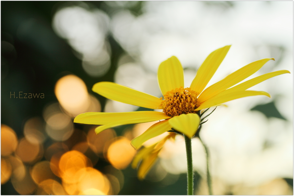 夕暮れの菊芋