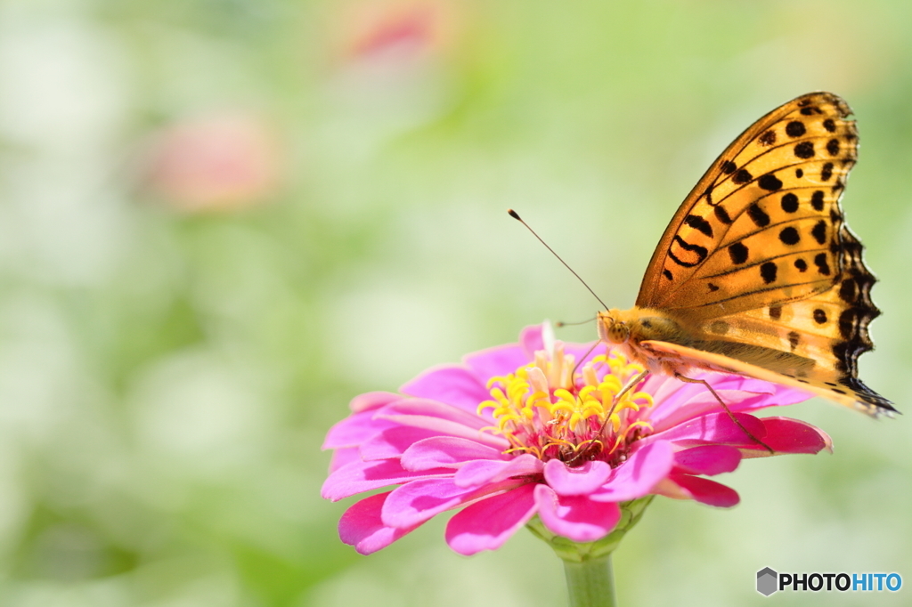 Orange butterfly