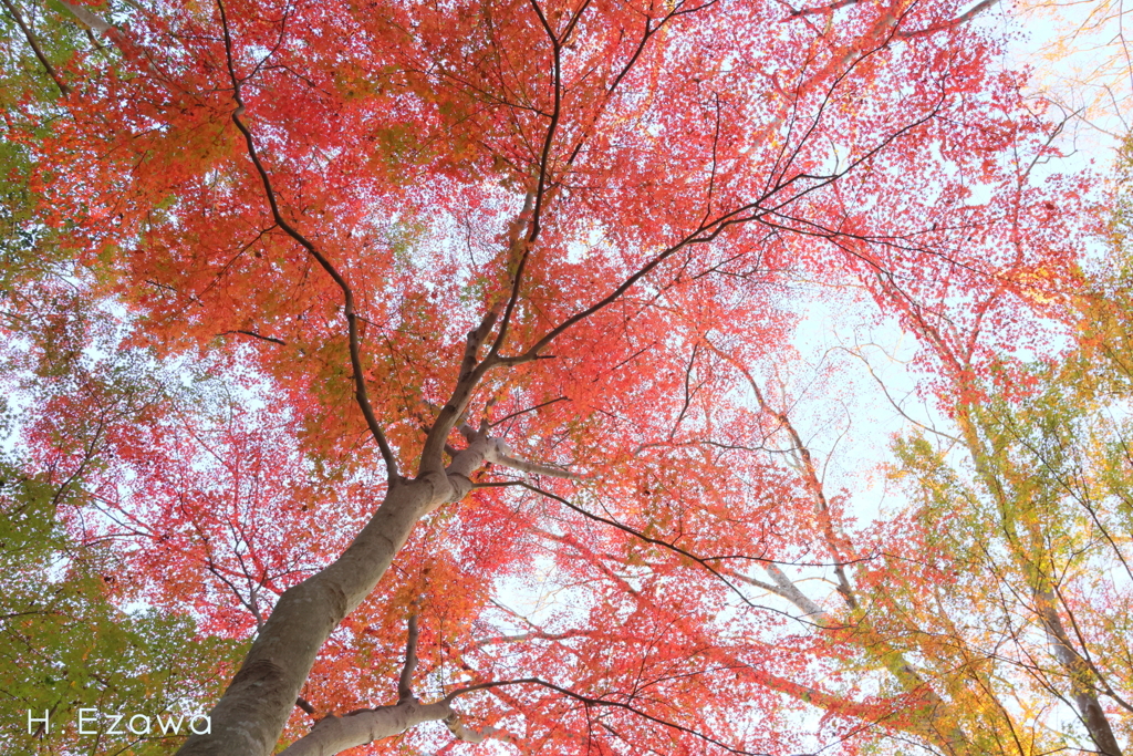 紅葉（十枝の森13）