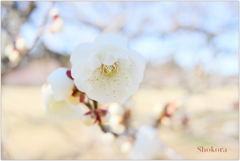 公園の白梅