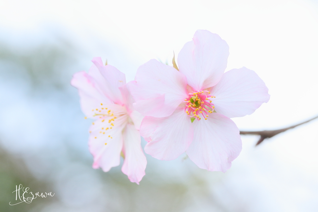 10月の桜Ⅲ
