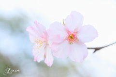 10月の桜Ⅲ