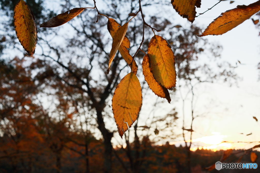 Autumn leaves