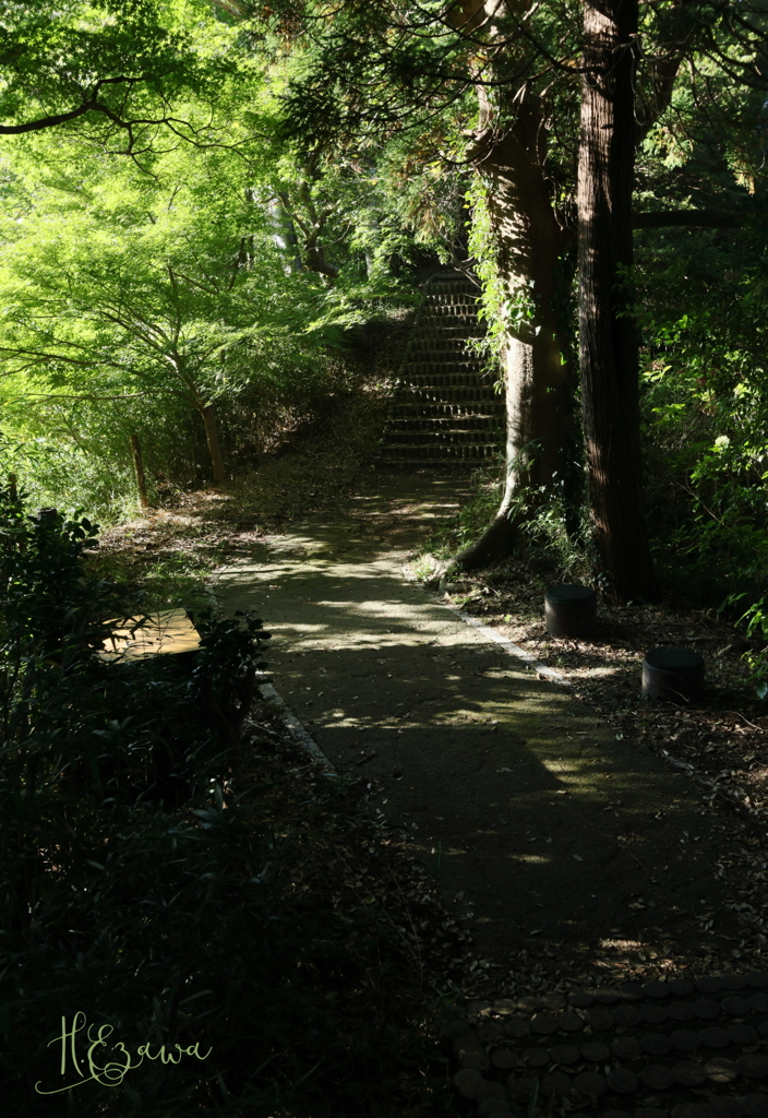 木漏れ日の散策路