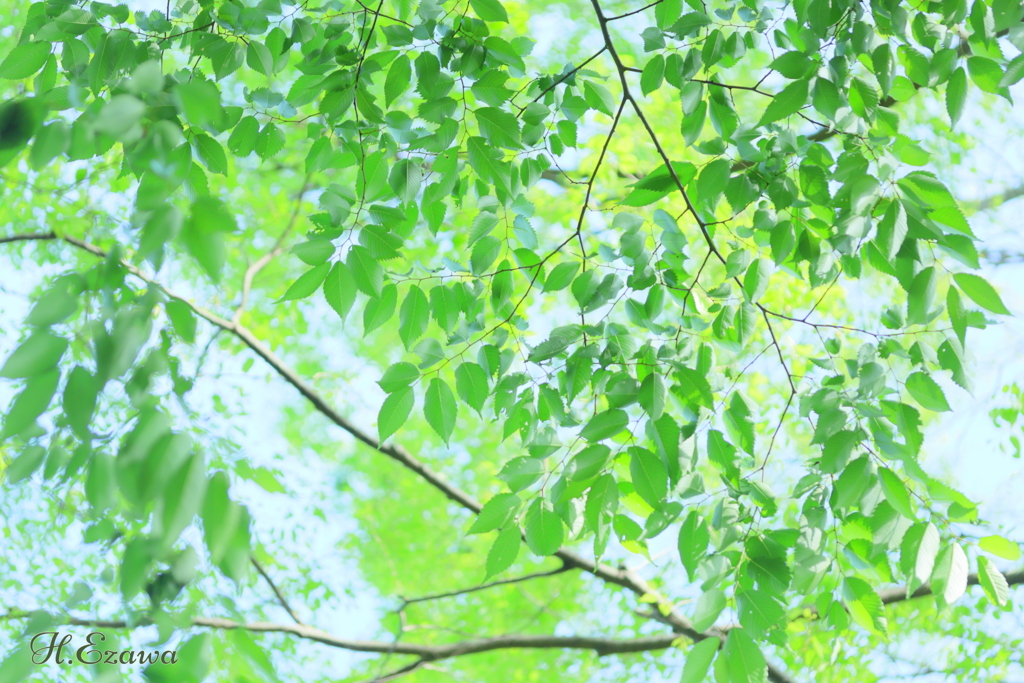 midori