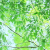 midori