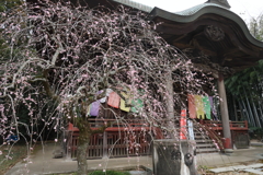 栄福寺の枝垂れ梅2