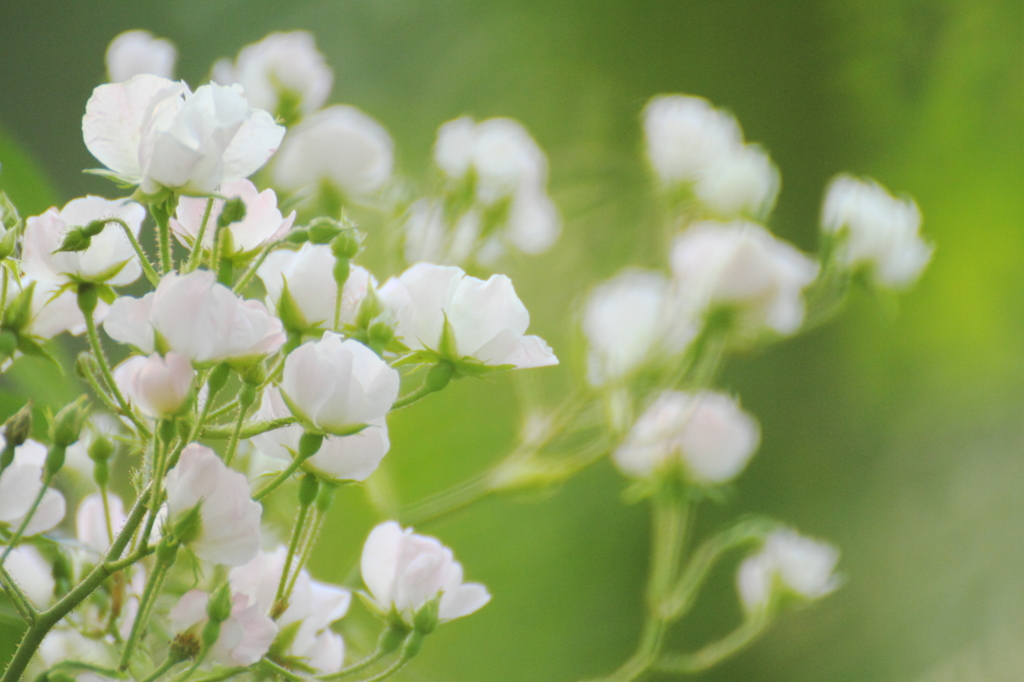 White and green