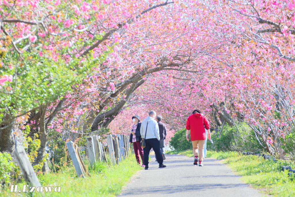八重桜のトンネル2