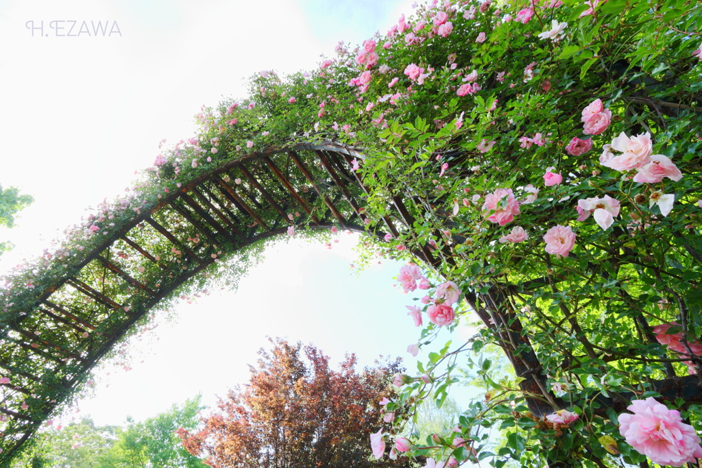 rose arch