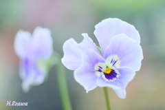 ビオラスマイル