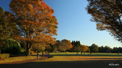 公園の秋