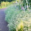 in the rose garden19