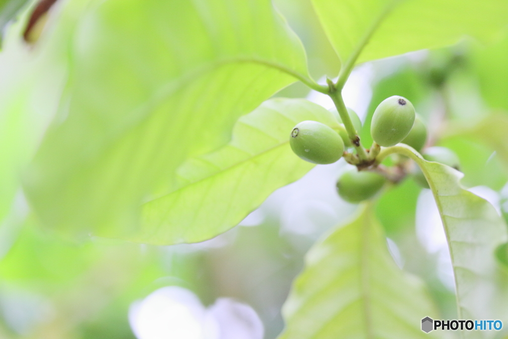 Coffee tree