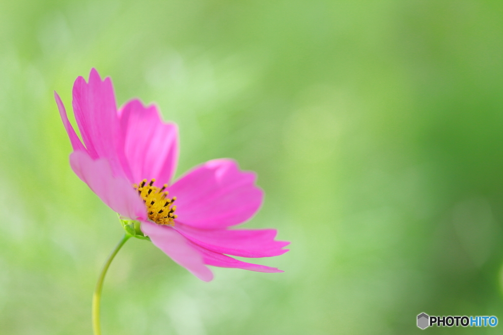 秋桜
