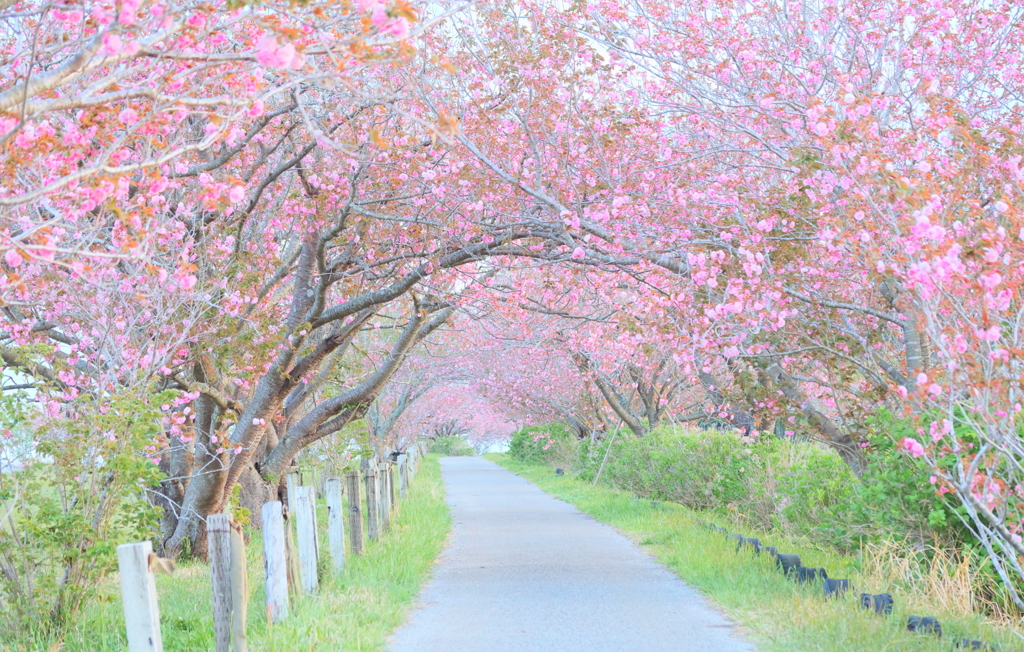 八重桜の並木道