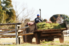 old tractor2