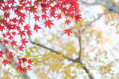 公園の紅葉