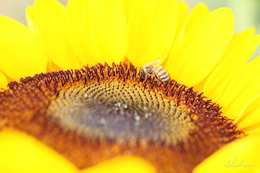 Sunflowers and bees4