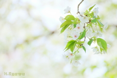 桜一枝