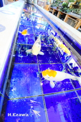 Carp Pond