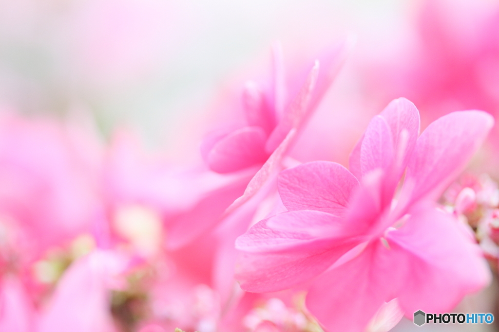 Cute hydrangea