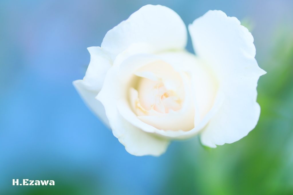 white rose