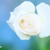 white rose