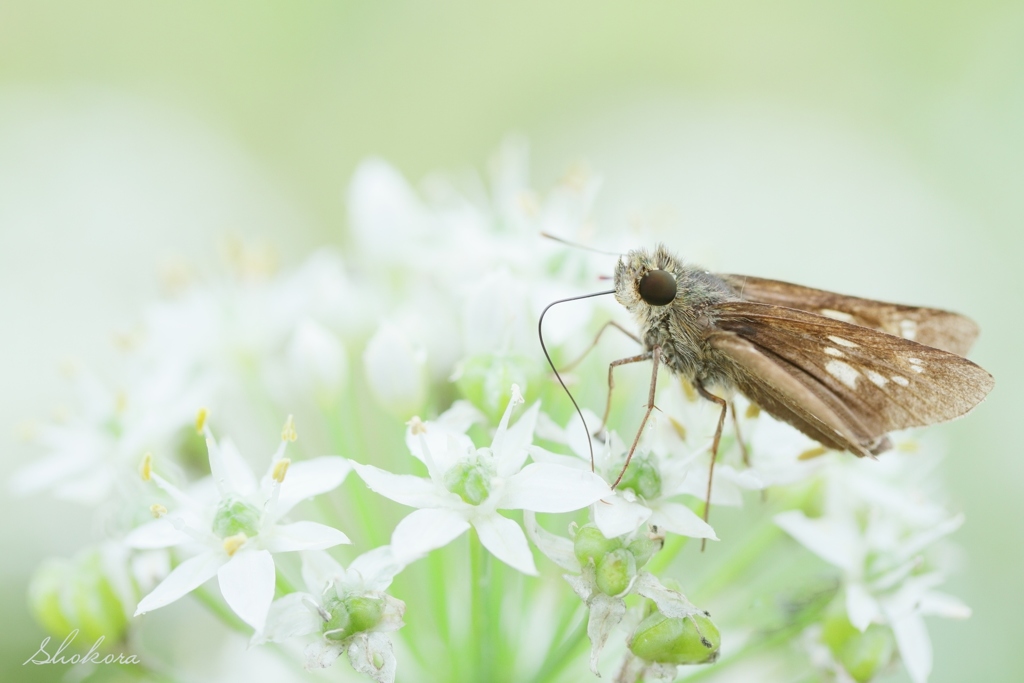 ニラの花とセセリ