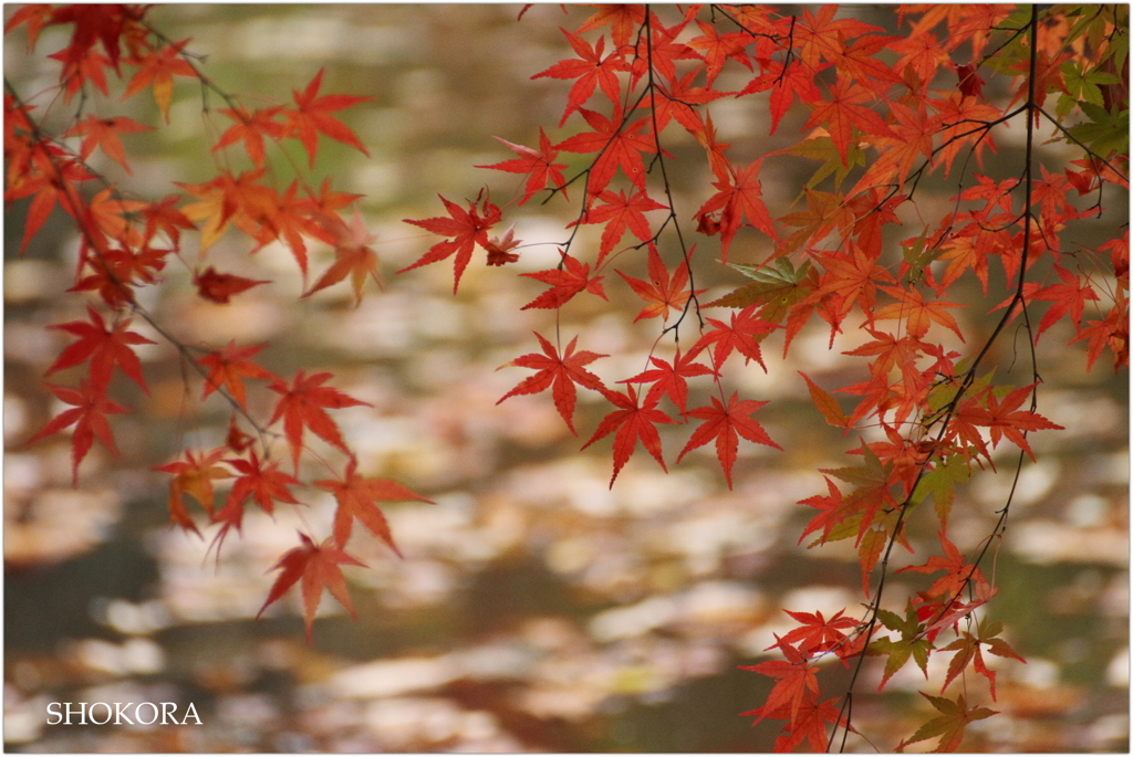 枝垂れ紅葉