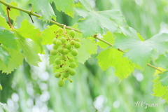 Grapes