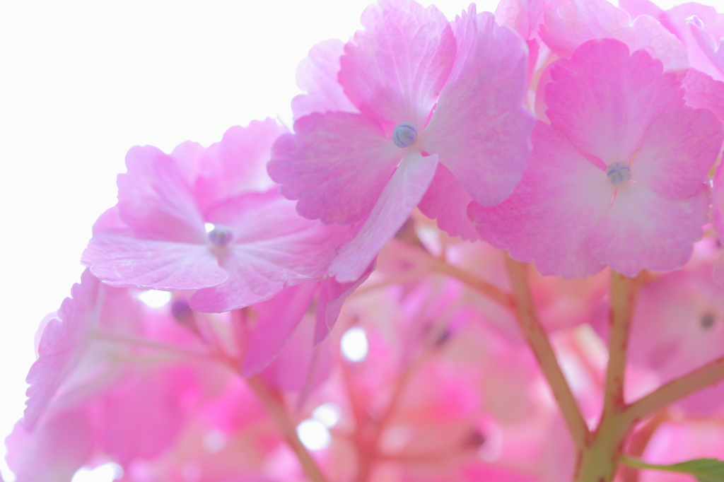 6月の桜色