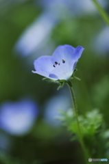 Fantastic blue
