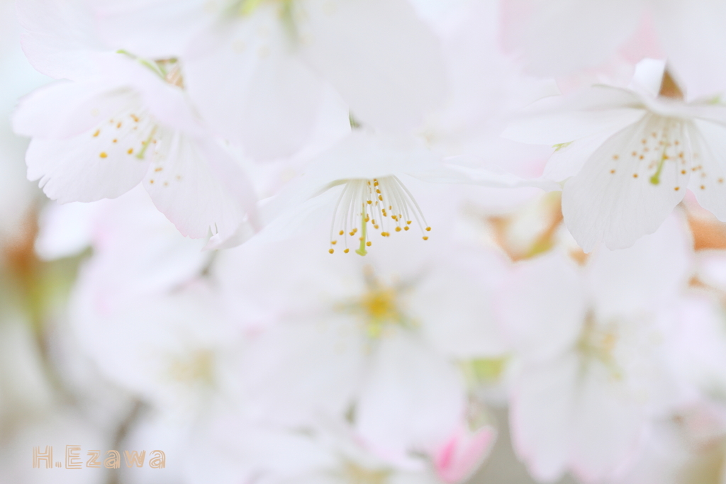 純白の桜3