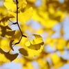 Dazzling autumn