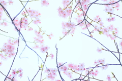 河津桜6