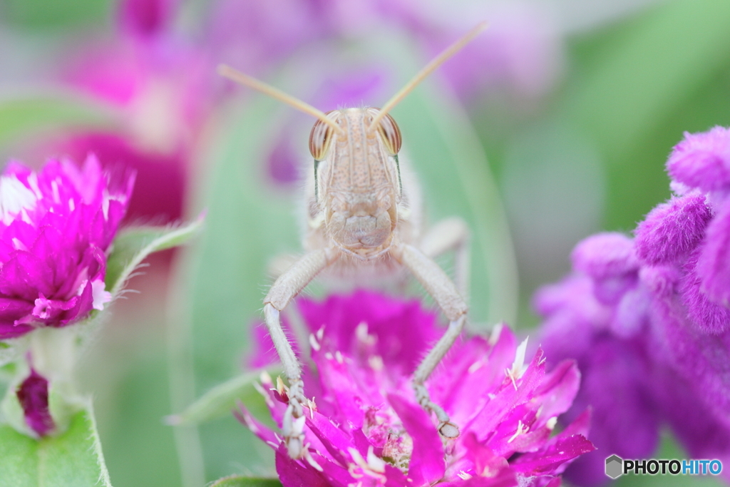 花が好きなバッタくん