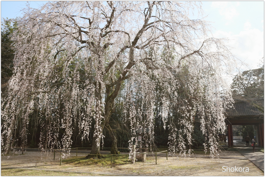 栄福寺の枝垂れ桜Ⅵ