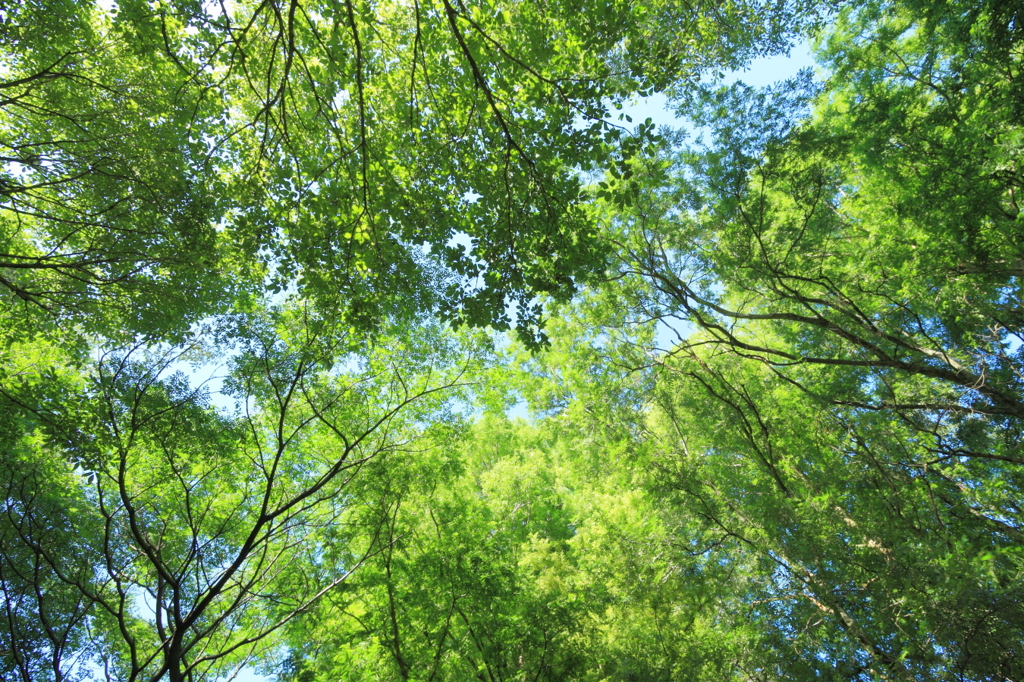 夏緑